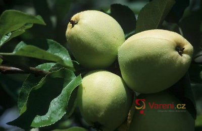 Homemade Apple Wine