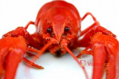 Boiled Langoustine with Vinegar Dressing